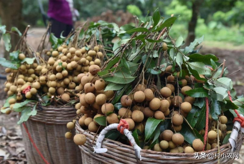 农村种植什么最赚钱（种植致富6个好项目）(11)