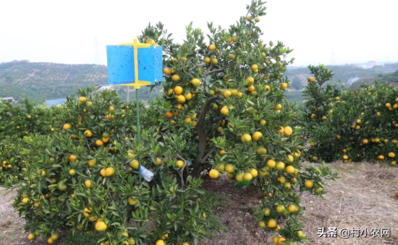 农村种植什么最赚钱（种植致富6个好项目）(12)