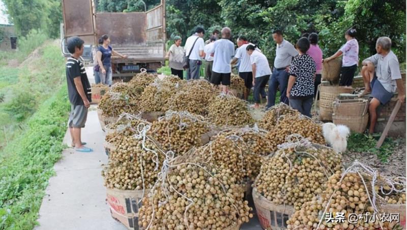 农村种植什么最赚钱（种植致富6个好项目）(16)