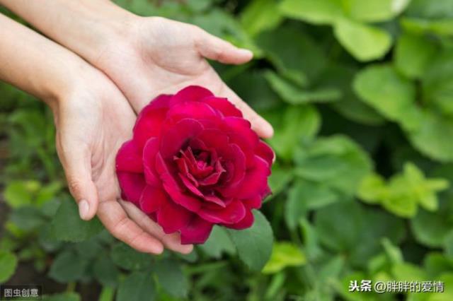 送人玫瑰手留余香，手留余香；与人和善(1)