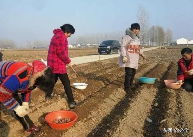 种植什么致富项目（适合穷人没本钱的养殖）