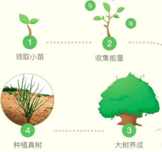 马云承诺每年种的1亿棵树怎么样了（五年了）(2)