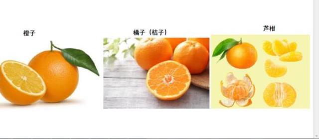 芦柑和橘子的区别（橙子、橘子、芦柑长得有点像）(2)
