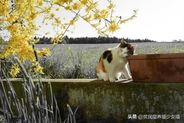 养猫会带来什么运气，养猫到底是招财还是破财