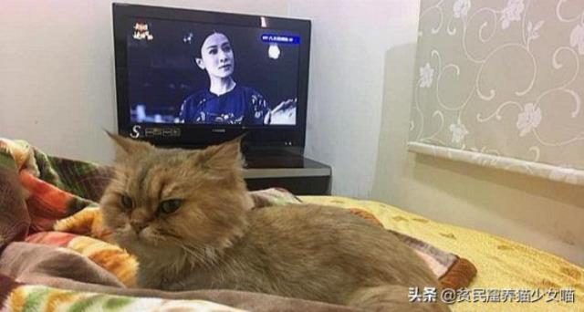 养猫会带来什么运气（养猫到底是招财还是破财）(6)