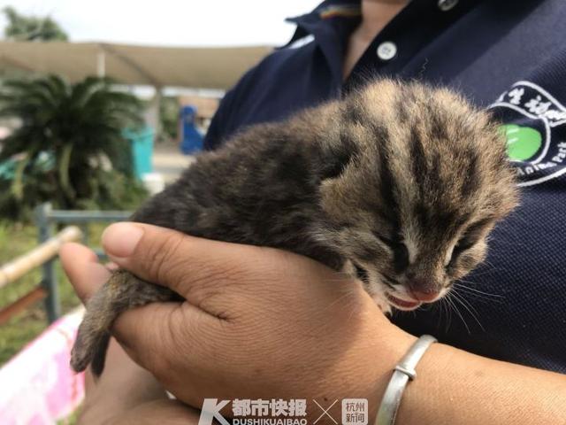 急寻奶妈！台州采药老人深山发现3只超萌小豹猫，以为是小老虎(2)