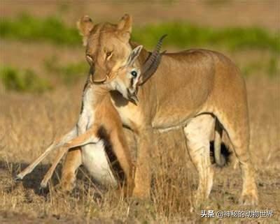 凶猛的狮子面对羚羊，除了吃掉它们，有时还会展现温柔的一面