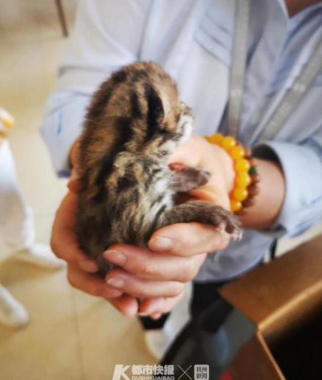 急寻奶妈！台州采药老人深山发现3只超萌小豹猫，以为是小老虎(4)