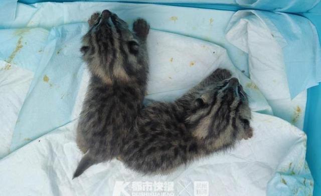 急寻奶妈！台州采药老人深山发现3只超萌小豹猫，以为是小老虎(7)