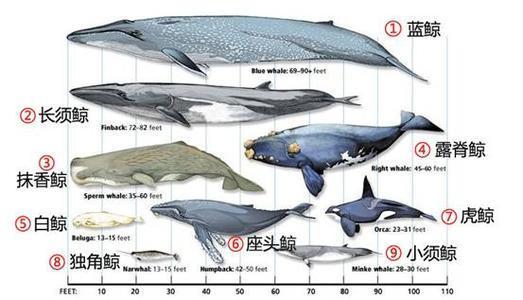 海洋里面最大的鱼是什么鱼（海洋中最大的鱼多大）(1)
