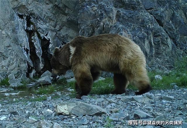 熊与羊为伍，蒙古牧民牧放三年，原来这熊比熊猫还珍贵，故事(11)