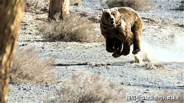 熊与羊为伍，蒙古牧民牧放三年，原来这熊比熊猫还珍贵，故事(13)