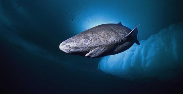 一般鲨鱼寿命100岁，格林兰睡鲨可以活500岁，长寿秘诀竟是“懒”(3)