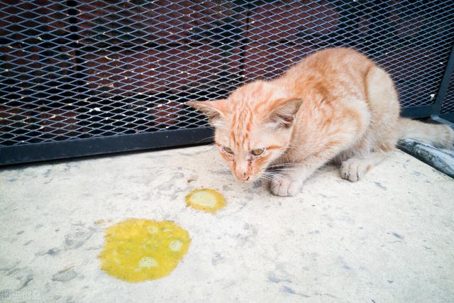 猫不吃东西不喝水吐黄水（猫不吃东西吐黄水怎么办）(1)
