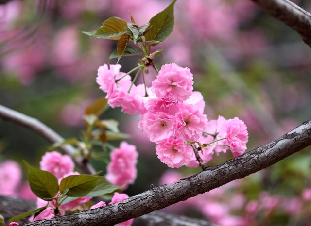 樱花的花期一般多长（樱花的花期也能预测了）(1)