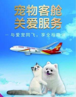 猫狗也可以进飞机客舱！但有人欢喜有人忧(4)