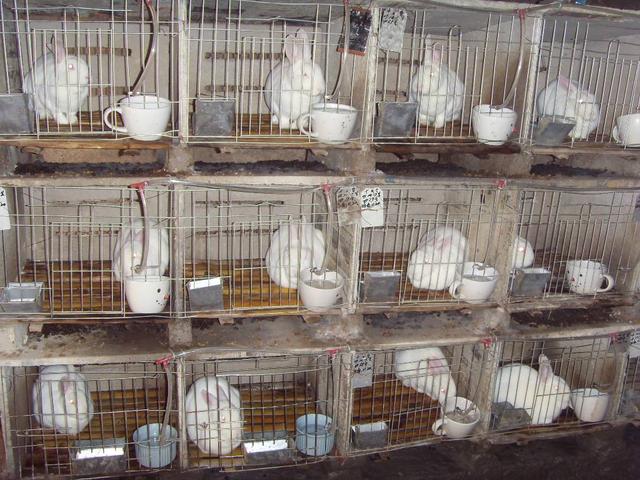 母兔的饲养管理要点（幼兔饲养技术要点）(2)