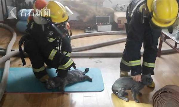 消防员从火场救出猫（火场发现被困蓝猫）(3)