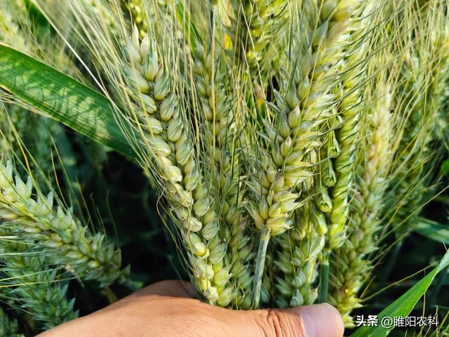 济麦23小麦品种今年表现怎么样（济麦系列小麦品种）(3)