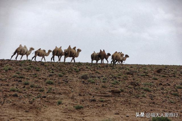 阿拉善盟沙漠旅游攻略最新（6天内蒙古大戈壁自驾旅行锦囊）(16)