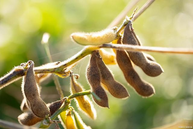黄豆种植的防虫管理技术（黄豆栽培技术科学防治措施）(9)