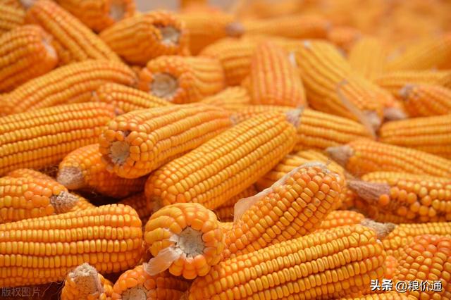 什么是今日玉米收购价格（玉米事大了）(1)