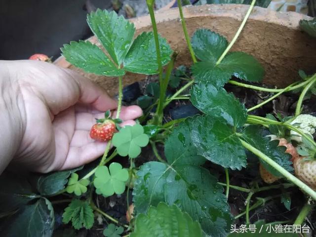 春天如何正确种植草莓 在家这样种草莓苗(5)