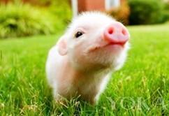 猪一般的寿命能活几年（你有想过养猪当宠物吗）(1)
