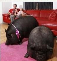 猪一般的寿命能活几年（你有想过养猪当宠物吗）(3)