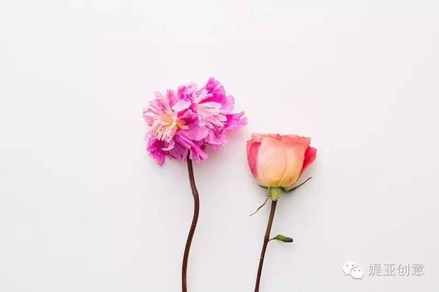 玫瑰花和百合一起插花教程零基础（图文教程一束美丽的插花）(4)