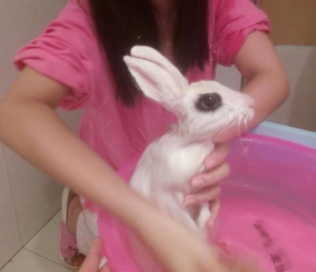 兔子多长时间可以洗澡（兔子可以洗澡吗）(1)