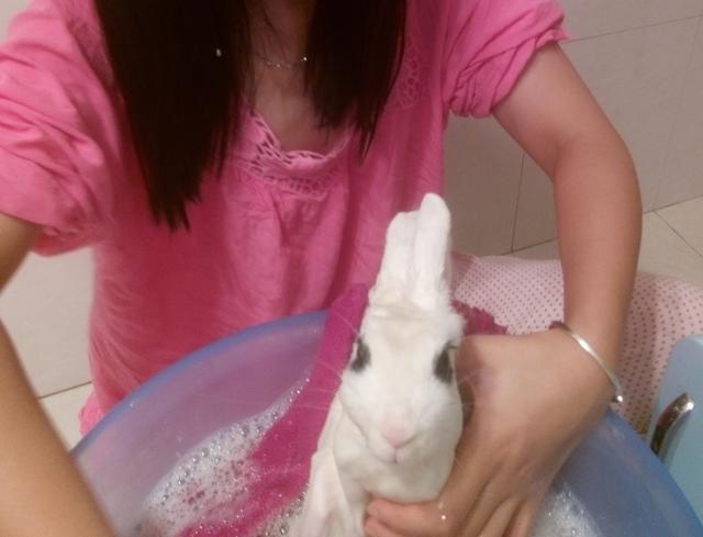 兔子多长时间可以洗澡（兔子可以洗澡吗）(2)