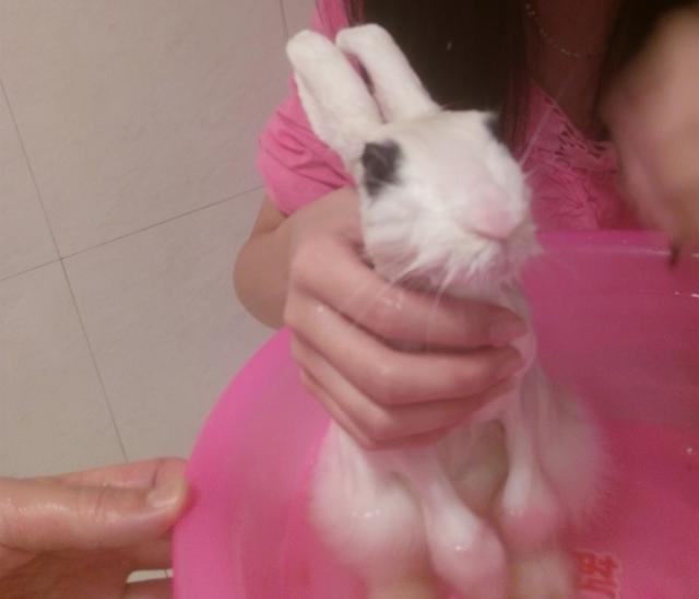 兔子多长时间可以洗澡（兔子可以洗澡吗）(3)