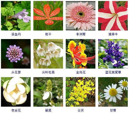 了解最新的花卉（这里有500种花卉等你来认领）(18)