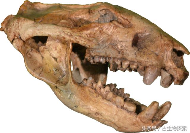 最大的白腹巨鼠：白垩纪大老鼠拥有哺乳类最强咬合力(5)