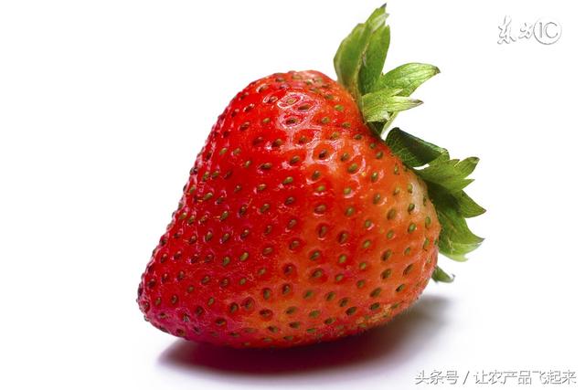 新摘草莓怎么保存（草莓采摘后如何存放）(1)