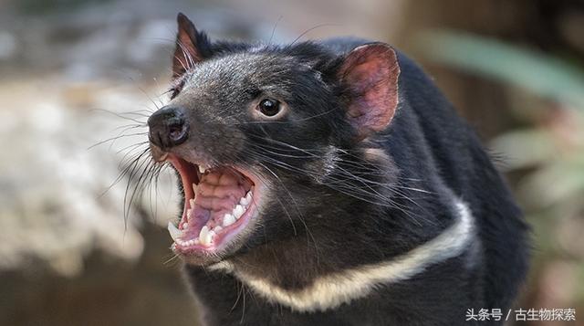 最大的白腹巨鼠：白垩纪大老鼠拥有哺乳类最强咬合力(6)
