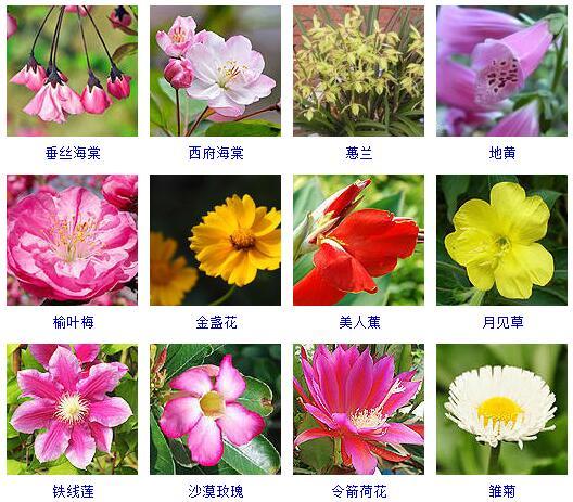 了解最新的花卉（这里有500种花卉等你来认领）(8)