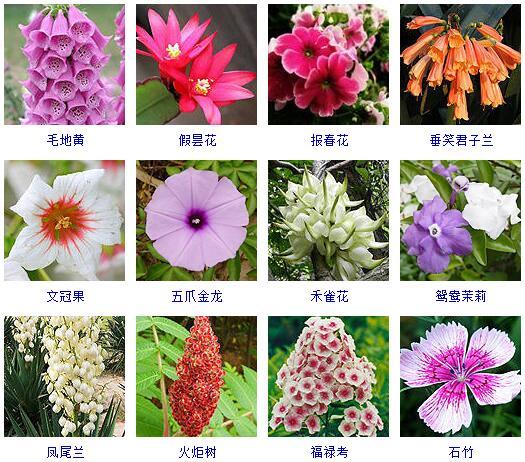 了解最新的花卉（这里有500种花卉等你来认领）(12)