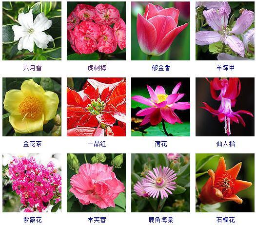 了解最新的花卉（这里有500种花卉等你来认领）(3)