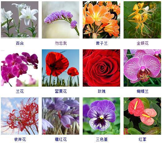了解最新的花卉（这里有500种花卉等你来认领）(4)