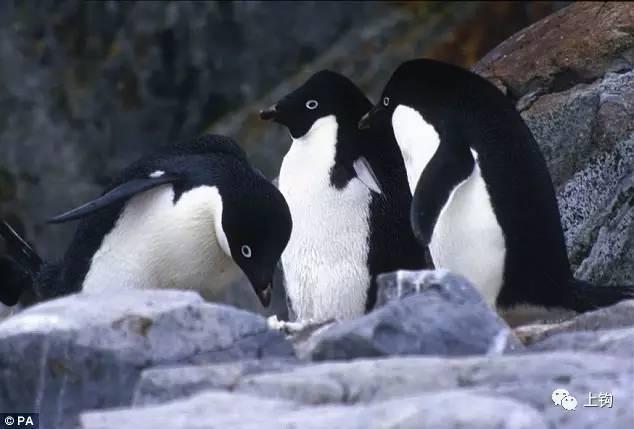 不可思议的企鹅的三大特点是什么（企鹅竟然喜欢吃性奋的水母）(6)