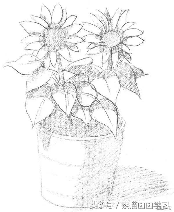 素描基础简单花绘画教程（如何学素描素描太阳花的绘画教程）(3)