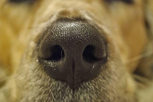 小狗的鼻子变干是不是生病了（狗狗鼻子突然变干了）(1)