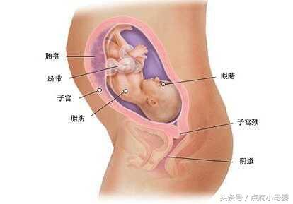7月胎儿图（七月胎儿长什么样子）