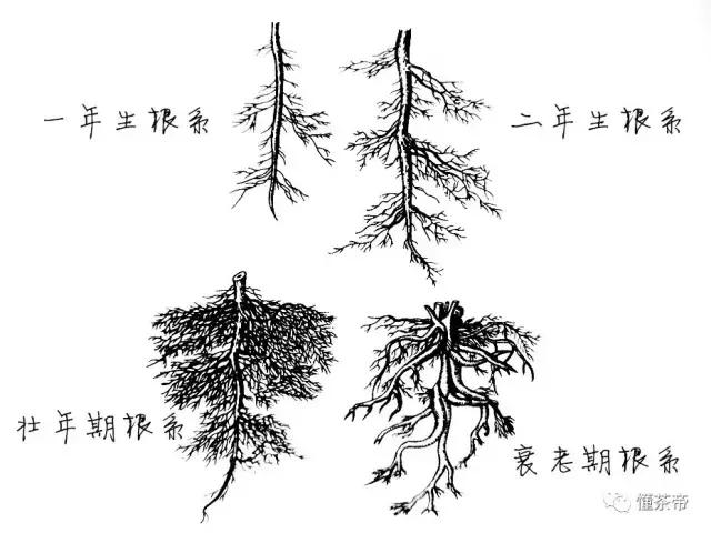 茶树的生长状况图（带你全方位图解茶树的六大器官）(2)