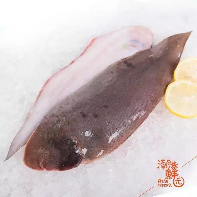 小型观赏鱼品种推荐绿虎斑鱼（绿鳍马面鲀花仙鱼）(8)