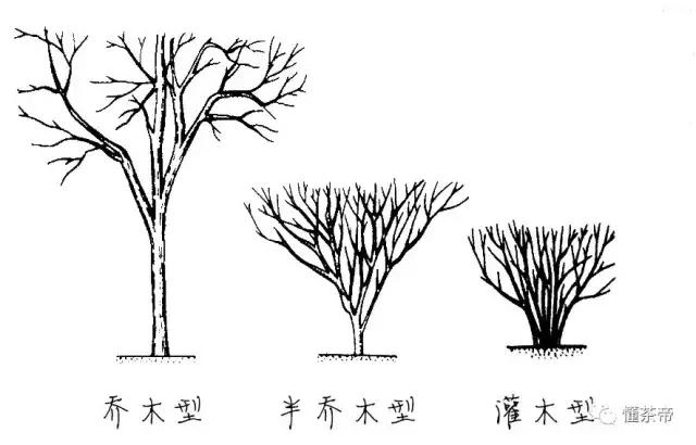 茶树的生长状况图（带你全方位图解茶树的六大器官）(3)