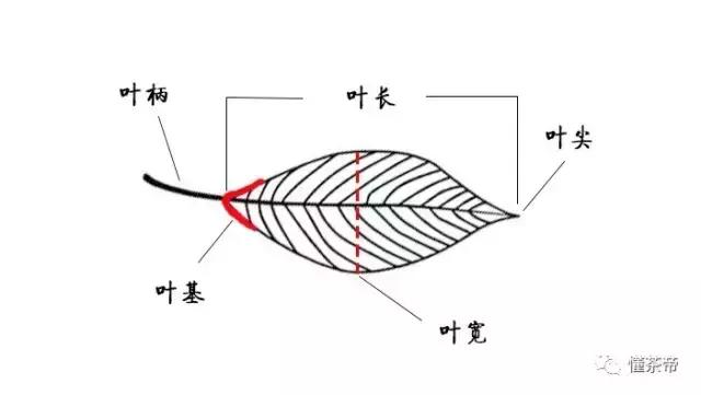 茶树的生长状况图（带你全方位图解茶树的六大器官）(6)