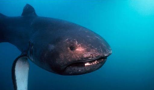 世上最罕见的十种鲨鱼（盘点一些长相非常怪异的鲨鱼）(1)
